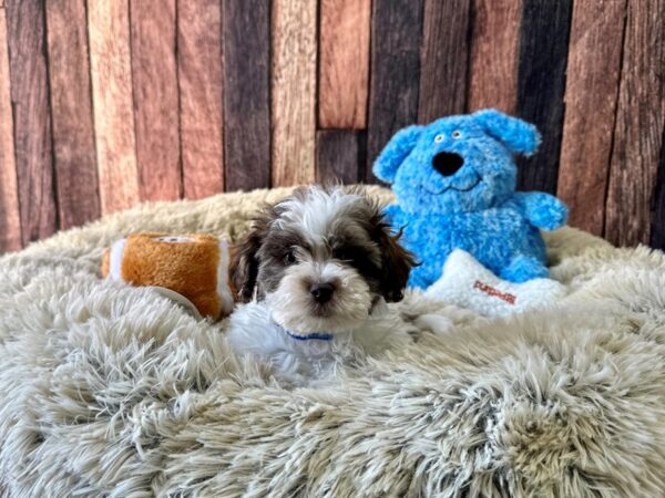 Bichon Frise/Shih Tzu-Dog-Male-White Chocolate Gold-26092-Petland Scottsdale, Arizona