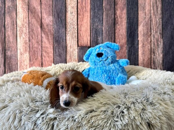 Dachshund-Dog-Female-Red-26074-Petland Scottsdale, Arizona