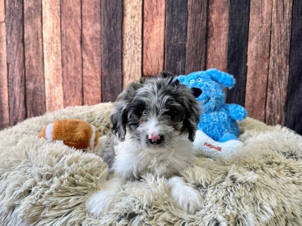 F1B Mini Bernedoodle-Dog-Male-White / Blue Merle-26097-Petland Scottsdale, Arizona