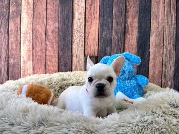 French Bulldog-Dog-Male-Cream-26084-Petland Scottsdale, Arizona