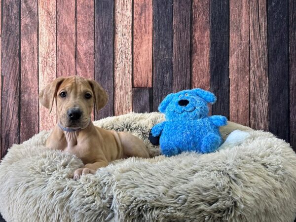 Great Dane-Dog-Male-Fawn-26081-Petland Scottsdale, Arizona