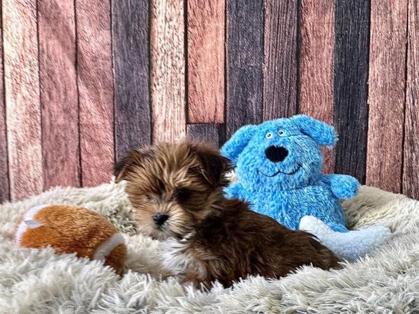 Maltese/Yorkshire Terrier-Dog-Male-Gold-26073-Petland Scottsdale, Arizona