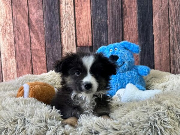 Miniature Australian Shepherd-Dog-Male-Black White and Brown-26076-Petland Scottsdale, Arizona