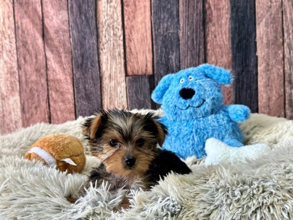 Yorkshire Terrier-Dog-Female-Black and Tan-26080-Petland Scottsdale, Arizona