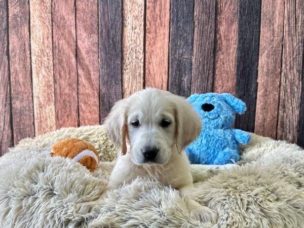 English Cream Golden Retriever-Dog-Female-Cream-26100-Petland Scottsdale, Arizona