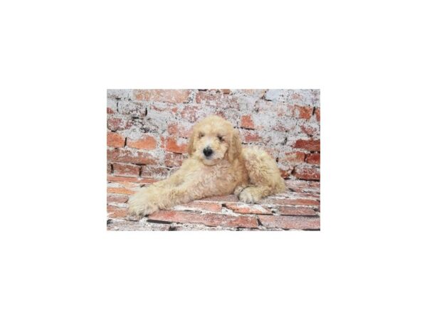 F1B Goldendoodle-Dog-Female-Golden-26101-Petland Scottsdale, Arizona