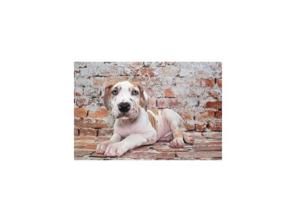 Great Dane-Dog-Male-Merlequin-26104-Petland Scottsdale, Arizona