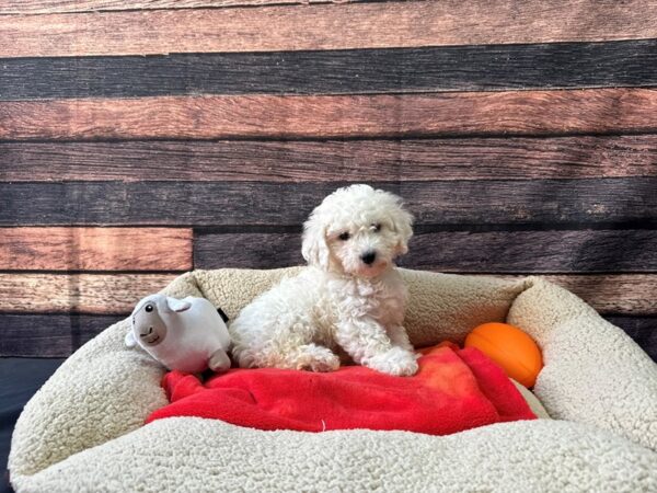 Bichon Frise-Dog-Female-White-26116-Petland Scottsdale, Arizona