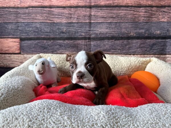Boston Terrier-Dog-Male-Seal Brindle and White-26105-Petland Scottsdale, Arizona