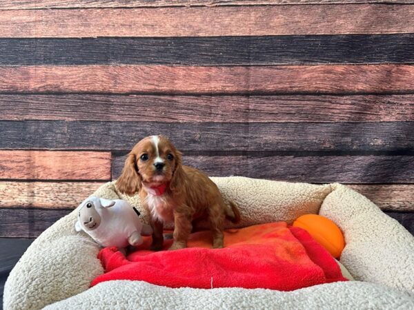 Cavalier King Charles Spaniel-Dog-Female-Ruby-26117-Petland Scottsdale, Arizona