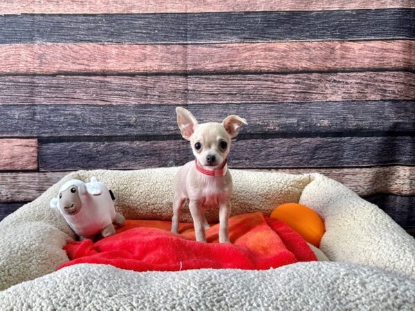 Chihuahua-Dog-Female-Blue Fawn-26107-Petland Scottsdale, Arizona