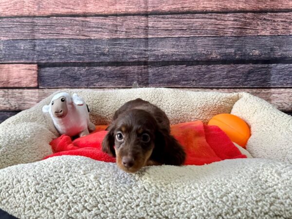 Dachshund-Dog-Female-Chocolate and Tan-26108-Petland Scottsdale, Arizona