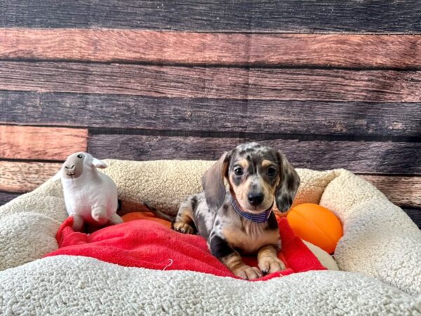 Dachshund-Dog-Male-Black / Tan-26110-Petland Scottsdale, Arizona