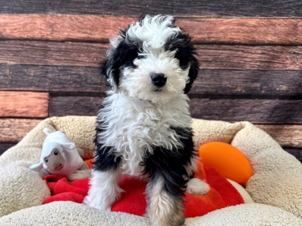 F2 Mini Sheepadoodle-Dog-Male-Black White / Tan-26115-Petland Scottsdale, Arizona