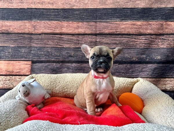 French Bulldog-Dog-Female-Fawn-26118-Petland Scottsdale, Arizona