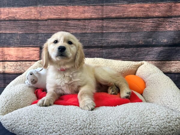 Golden Retriever-Dog-Female-Golden-26119-Petland Scottsdale, Arizona