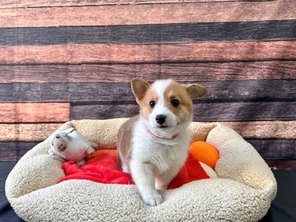 Pembroke Welsh Corgi-Dog-Male-Sable / White-26120-Petland Scottsdale, Arizona