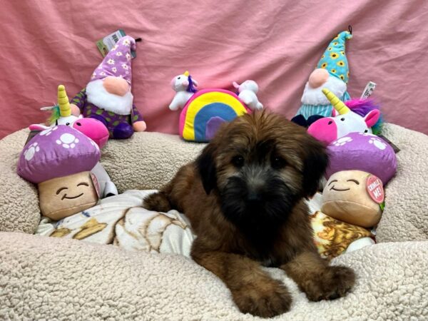 Soft Coated Wheaten Terrier-Dog-Male-Wheaten-26102-Petland Scottsdale, Arizona