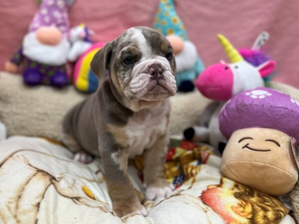 English Bulldog-Dog-Male-Blue Merle-26106-Petland Scottsdale, Arizona