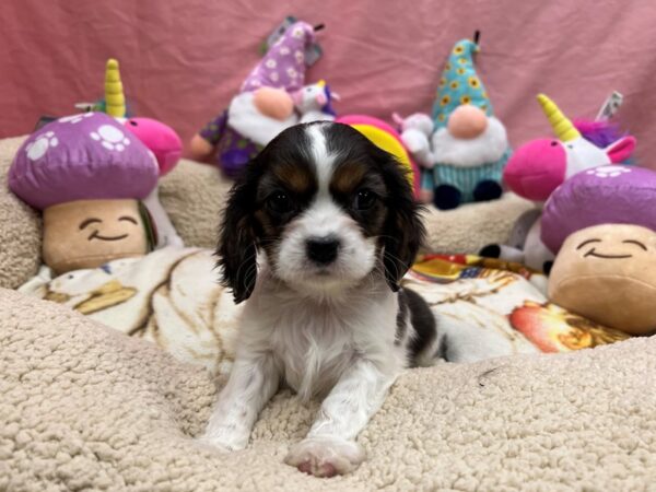 Cavalier King Charles Spaniel-Dog-Female-White / Blue Merle-26109-Petland Scottsdale, Arizona