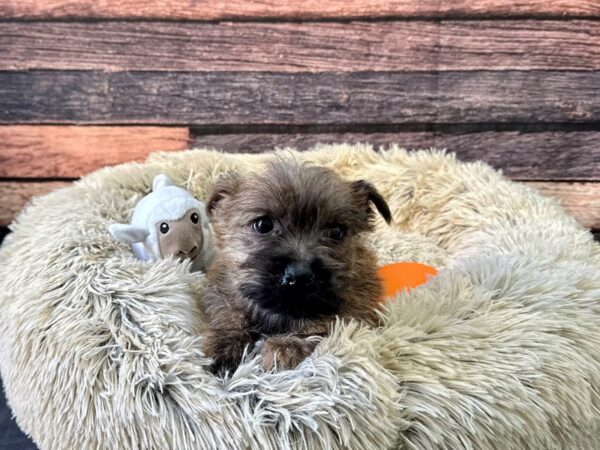 Cairn Terrier-Dog-Male-Wheaten Brindle-26135-Petland Scottsdale, Arizona