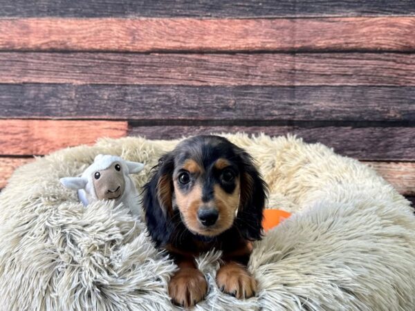 Dachshund-Dog-Male-Black / Tan-26138-Petland Scottsdale, Arizona