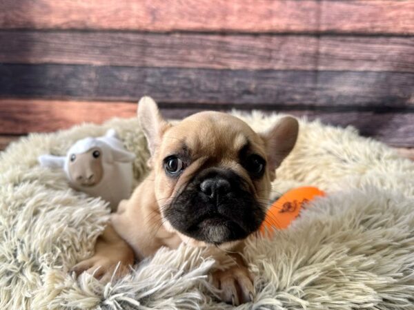 French Bulldog-Dog-Female-Fawn-26124-Petland Scottsdale, Arizona