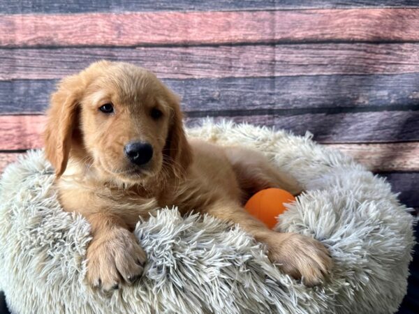 Golden Retriever-Dog-Male-Golden-26125-Petland Scottsdale, Arizona
