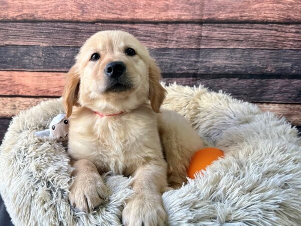 Golden Retriever-Dog-Female-Light Golden-26139-Petland Scottsdale, Arizona