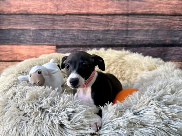 Italian Greyhound-Dog-Female-Seal-26140-Petland Scottsdale, Arizona