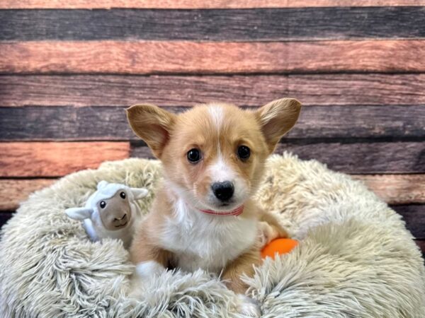 Pembroke Welsh Corgi-Dog-Female-Red / White-26143-Petland Scottsdale, Arizona