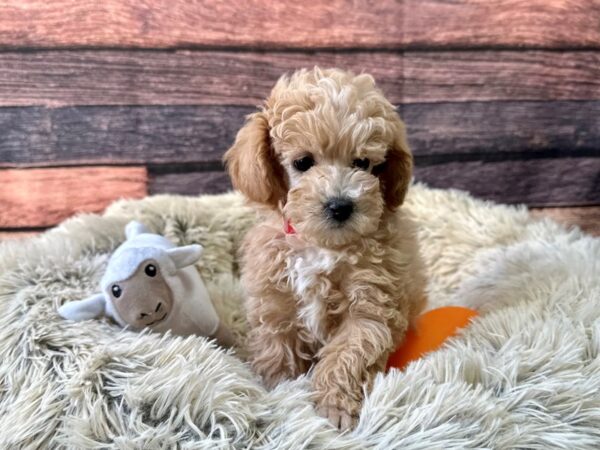 Poodle-Dog-Male-Apricot-26146-Petland Scottsdale, Arizona