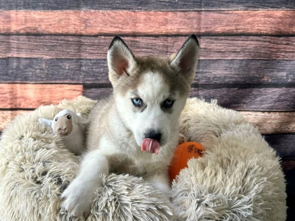 Siberian Husky-Dog-Male-Sable and White-26130-Petland Scottsdale, Arizona