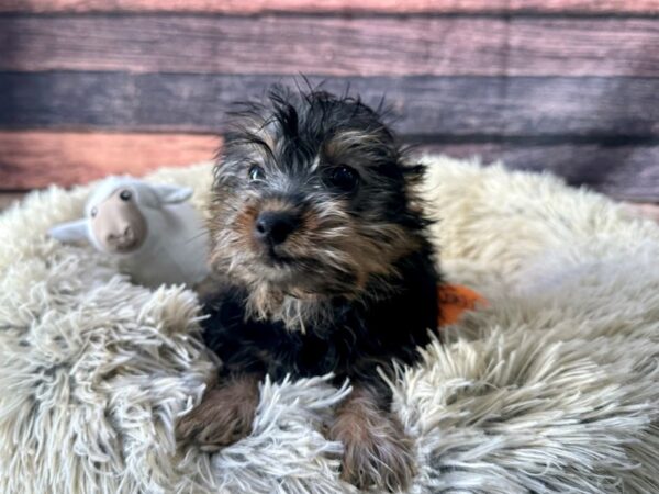 Silky Terrier-Dog-Female-Black and Tan-26131-Petland Scottsdale, Arizona