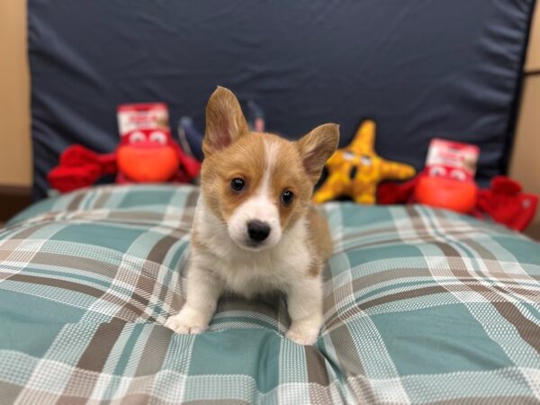 Pembroke Welsh Corgi-Dog-Male-Red / White-26145-Petland Scottsdale, Arizona