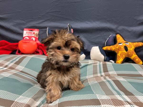 F1B Morkie-Dog-Female-Gold-26151-Petland Scottsdale, Arizona