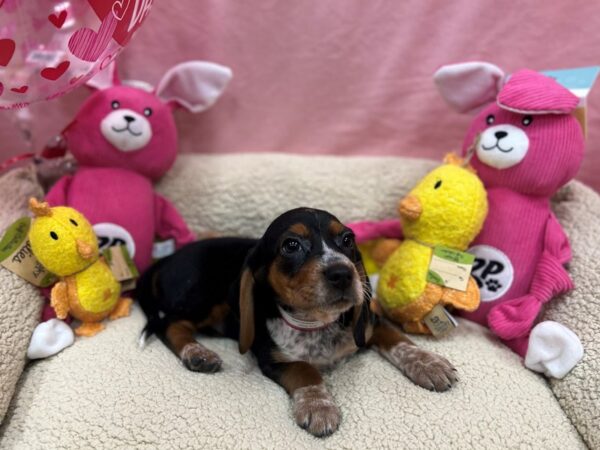Beagle-Dog-Female-Black Tan and Red Ticked-26156-Petland Scottsdale, Arizona