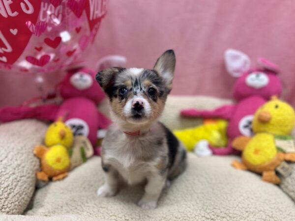 Pembroke Welsh Corgi-Dog-Female-Blue Merle / White-26165-Petland Scottsdale, Arizona