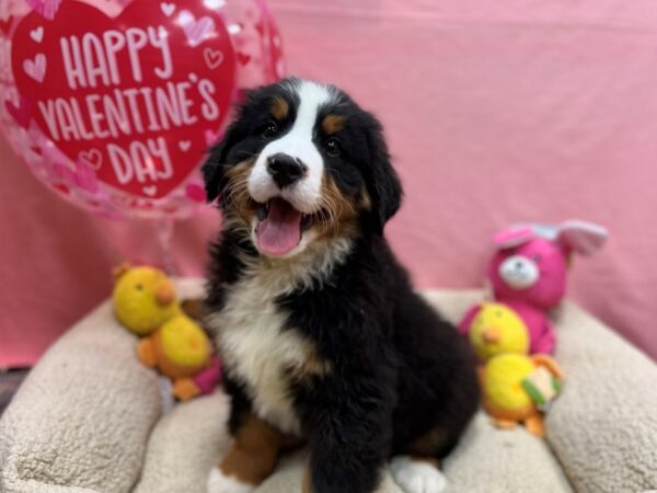 Bernese Mountain Dog-Dog-Male-Black Rust and White-26157-Petland Scottsdale, Arizona