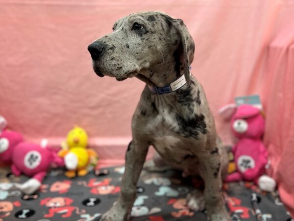 Great Dane-Dog-Male-Merle-26160-Petland Scottsdale, Arizona