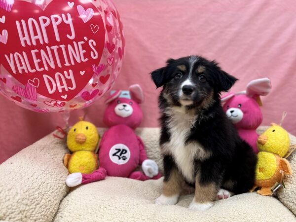 Miniature Australian Shepherd-Dog-Female-Blue Merle-26174-Petland Scottsdale, Arizona