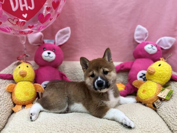Shiba Inu-Dog-Male-Red Sesame-26166-Petland Scottsdale, Arizona