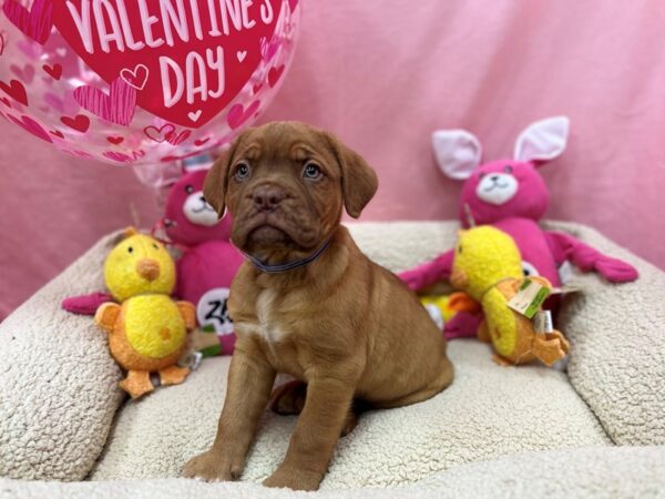 Dogue De Bordeaux-Dog-Male-Red-26167-Petland Scottsdale, Arizona