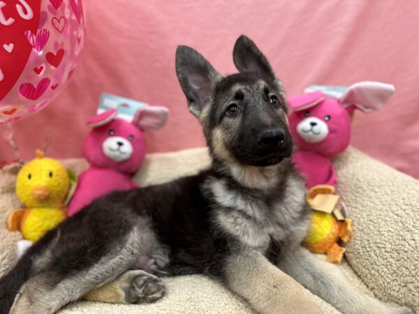 German Shepherd Dog-Dog-Male-Black / Tan-26171-Petland Scottsdale, Arizona