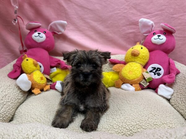 Cairn Terrier-Dog-Female-Wheaten-26169-Petland Scottsdale, Arizona