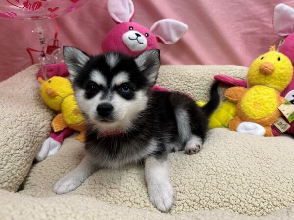 Alaskan Klee Kai-Dog-Female-Black / White-26170-Petland Scottsdale, Arizona