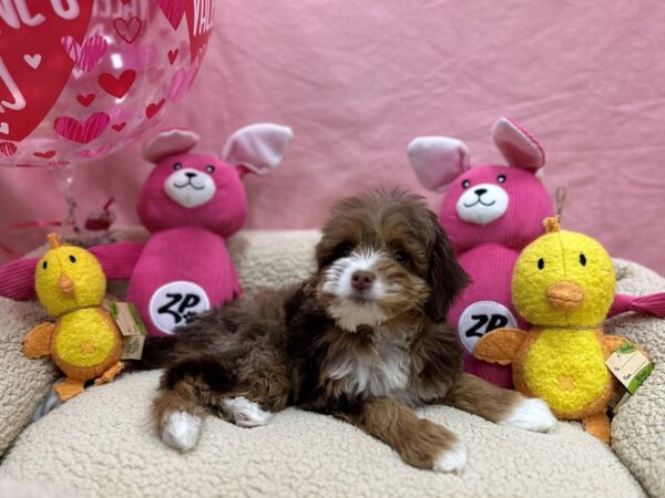 F1B Mini Bernadoodle-Dog-Female-Chocolate Merle-26172-Petland Scottsdale, Arizona
