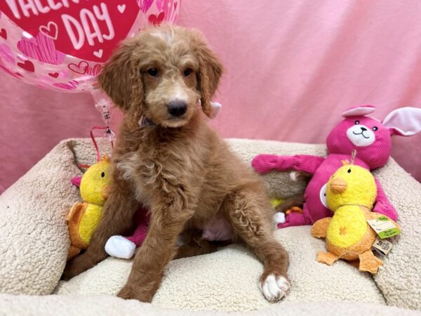 F1B Goldendoodle-Dog-Male--26177-Petland Scottsdale, Arizona