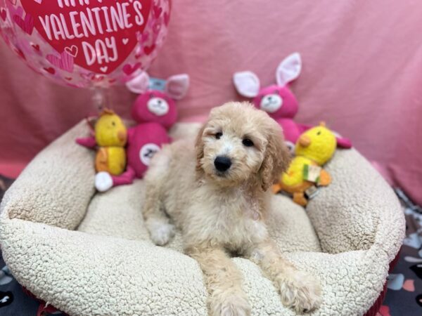F1B Goldendoodle-Dog-Female-Golden-26183-Petland Scottsdale, Arizona