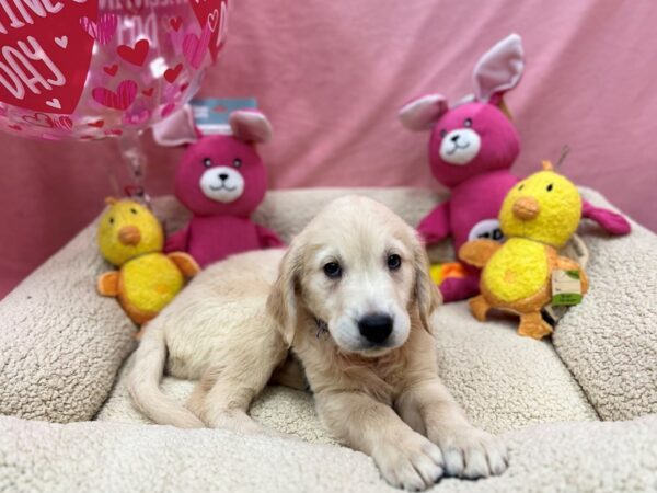 English Cream Golden Retriever-Dog-Male-Cream-26178-Petland Scottsdale, Arizona